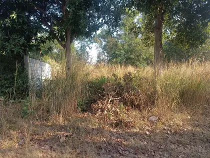 Land For Sale Near Ang - Chak Nok - Land - Toongklom-Talman - 