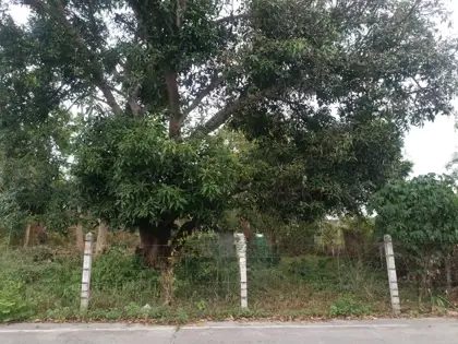 Land for Sale – 1 Rai - Land - Thanon Pornprapanimit - 